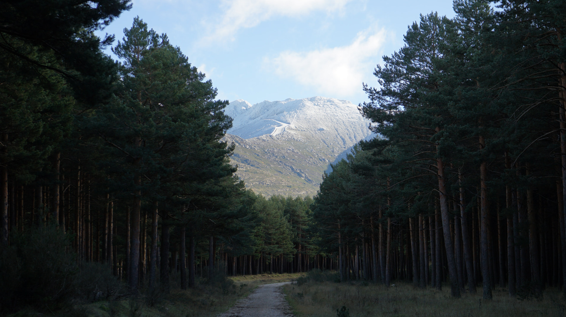 Camino entre pinares con montaña nevada al fondo